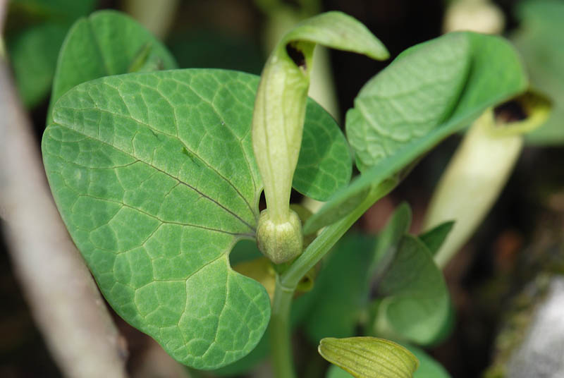 Aristolochia lutea